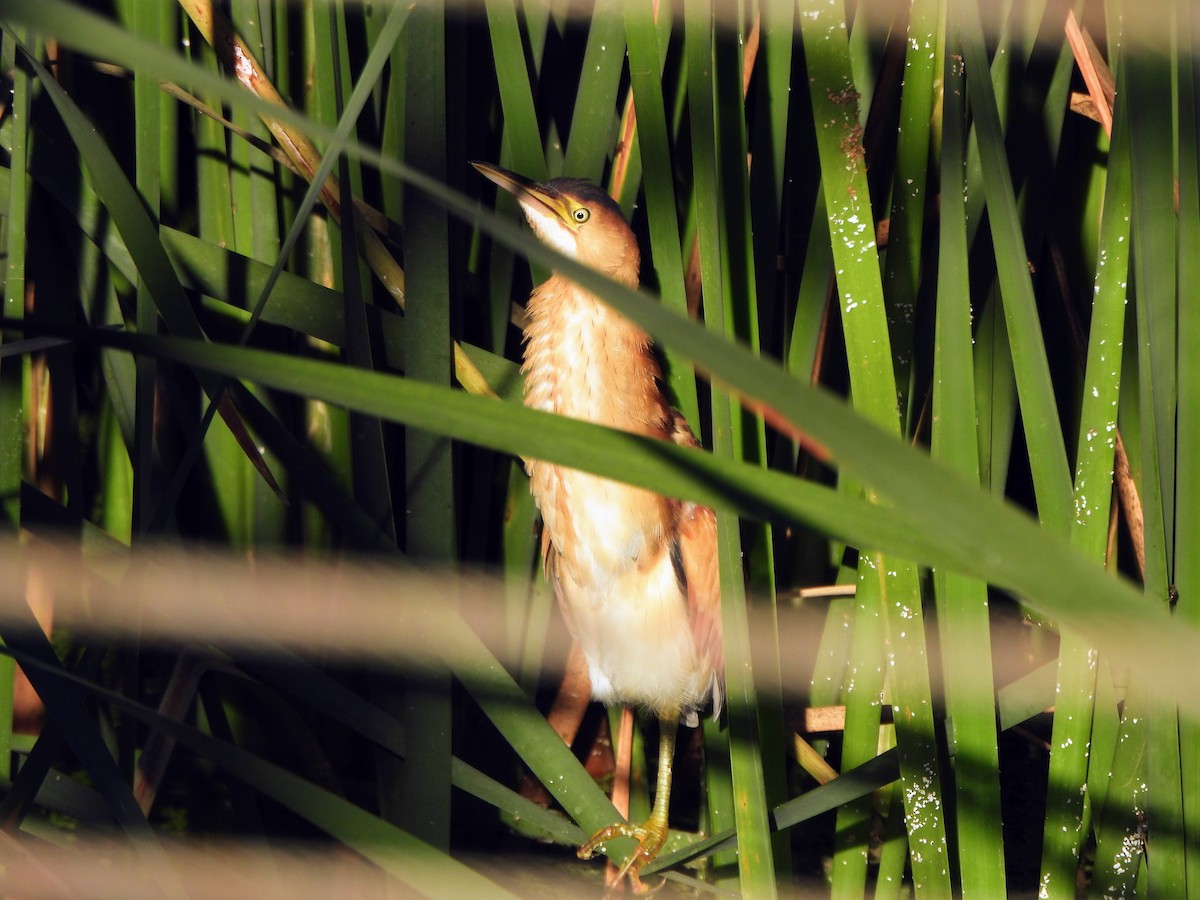 Least Bittern - ML642287848