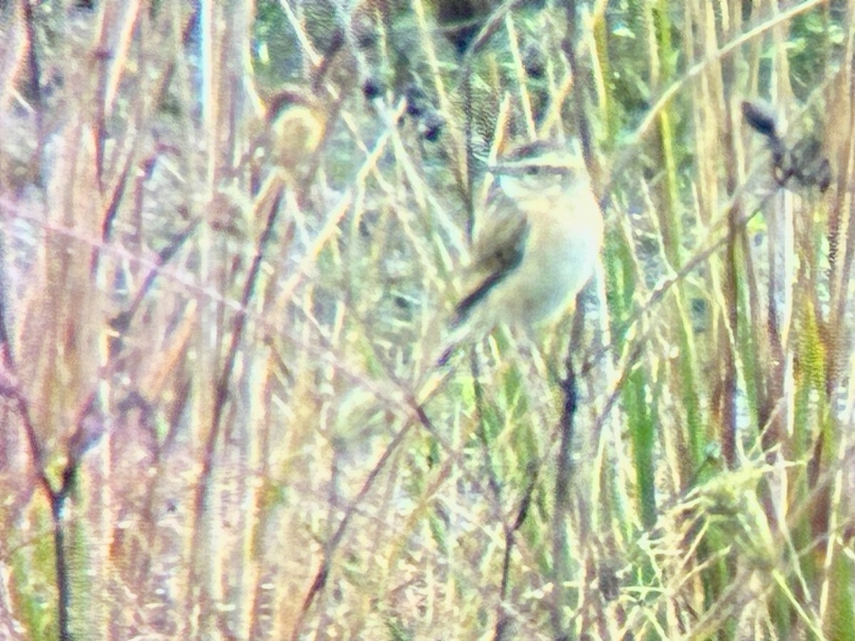 Whinchat - ML642287884