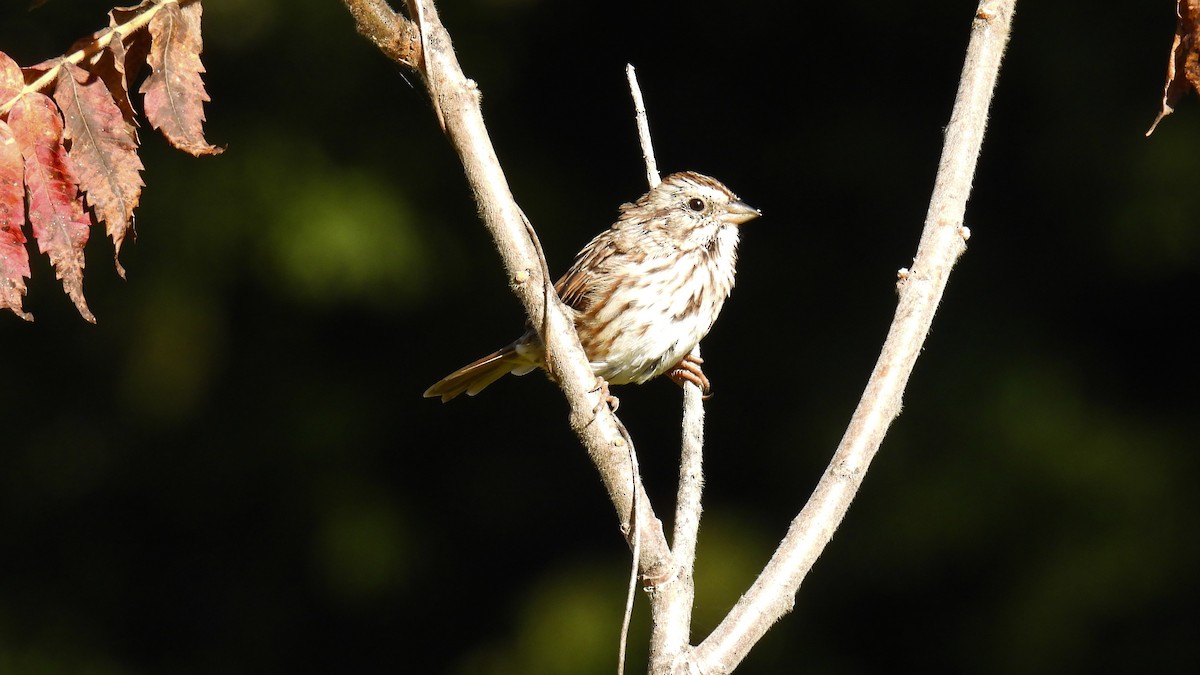Song Sparrow - ML642287888