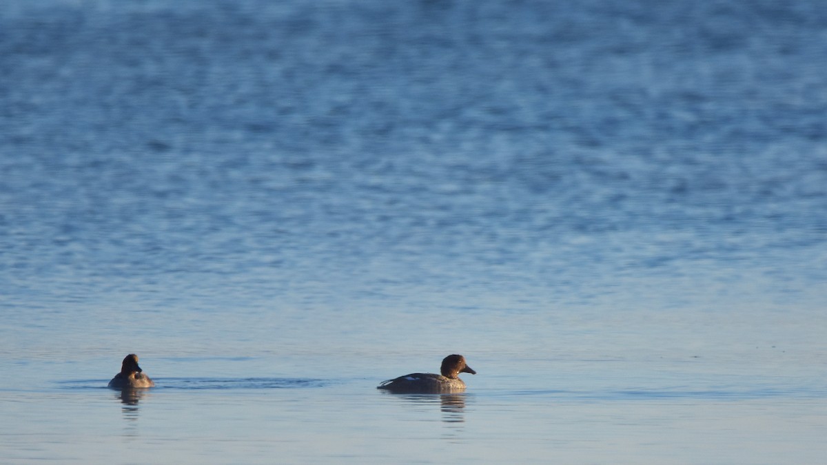 Common Goldeneye - ML642287889