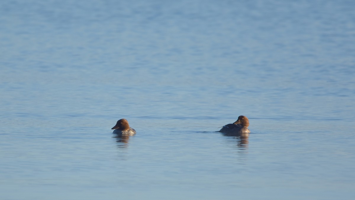 Common Goldeneye - ML642287899