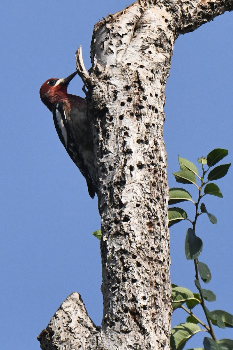 Red-breasted Sapsucker - ML642287900