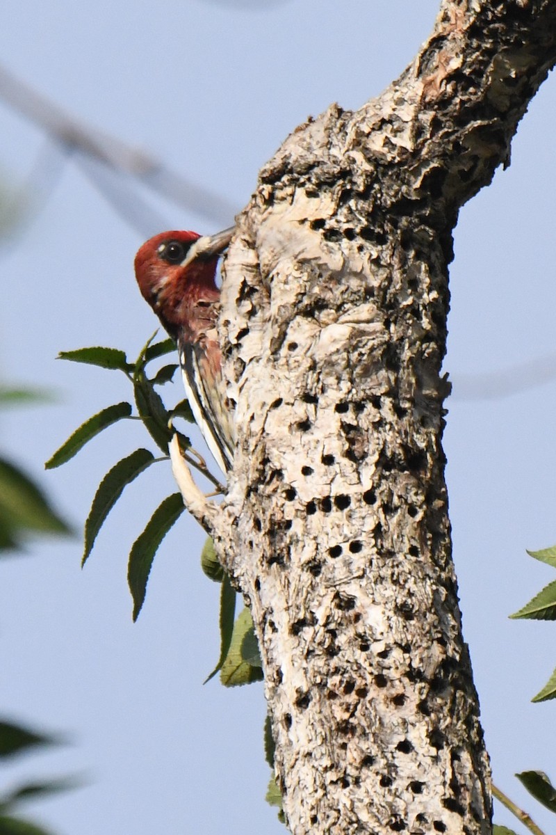 Red-breasted Sapsucker - ML642287901