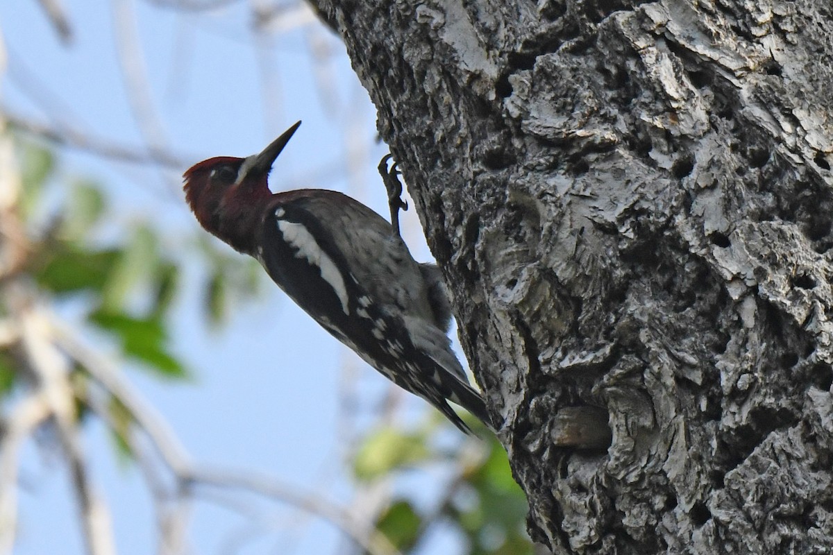 Red-breasted Sapsucker - ML642287903