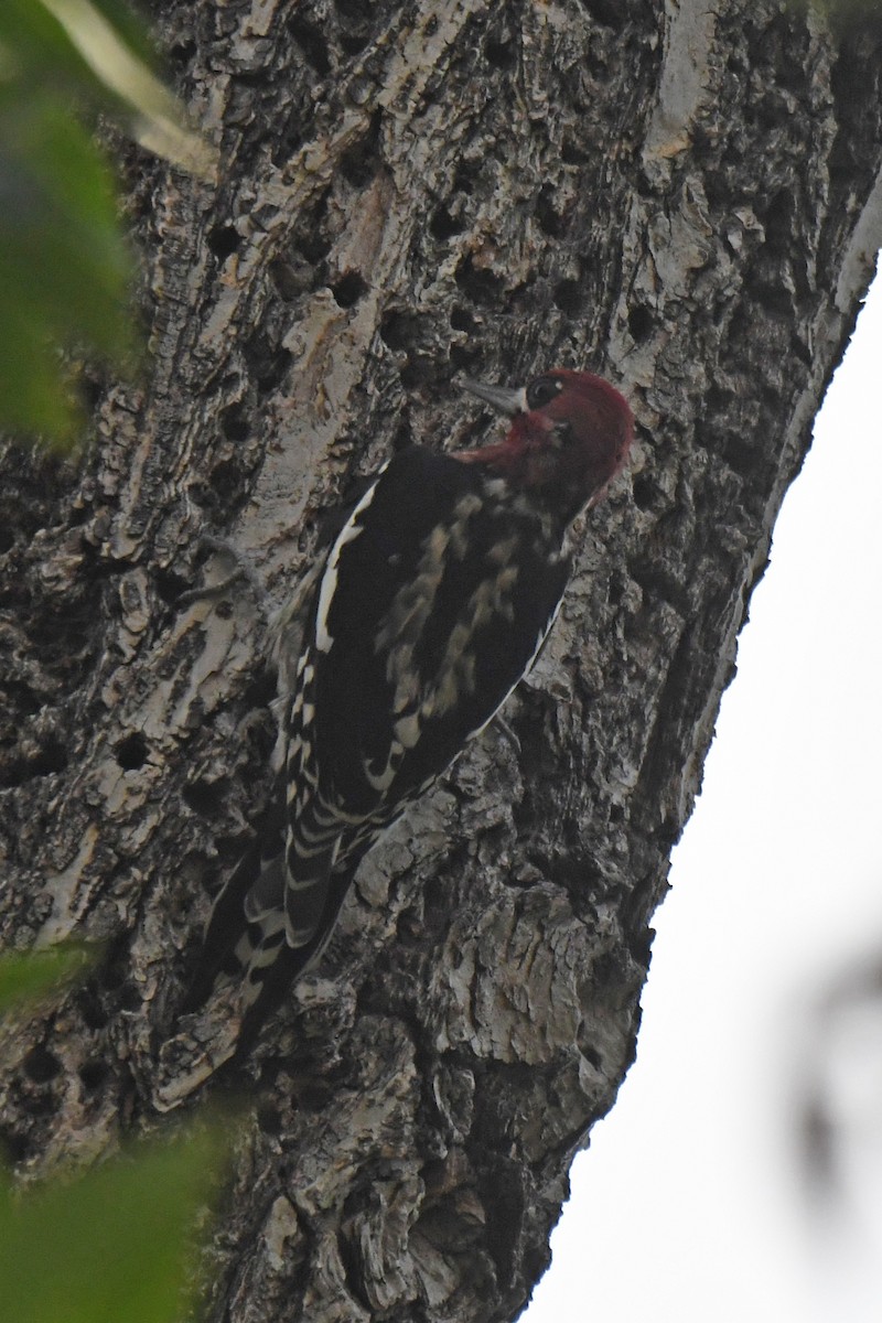 Red-breasted Sapsucker - ML642287904