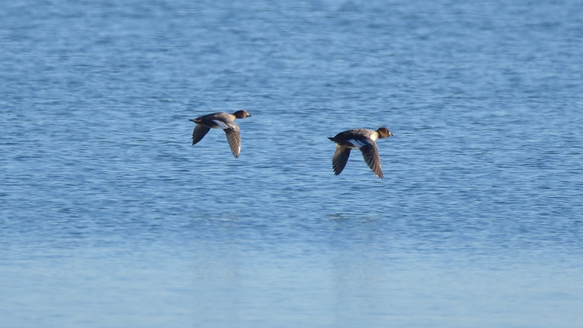 Common Goldeneye - ML642287915
