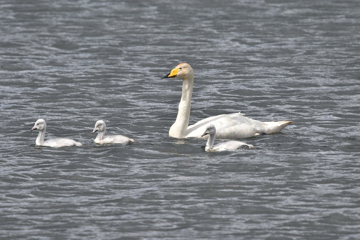Singschwan - ML642287928