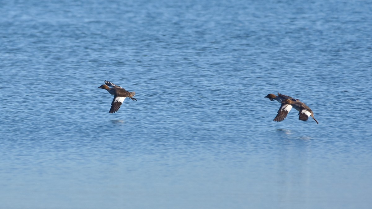 Common Goldeneye - ML642287929