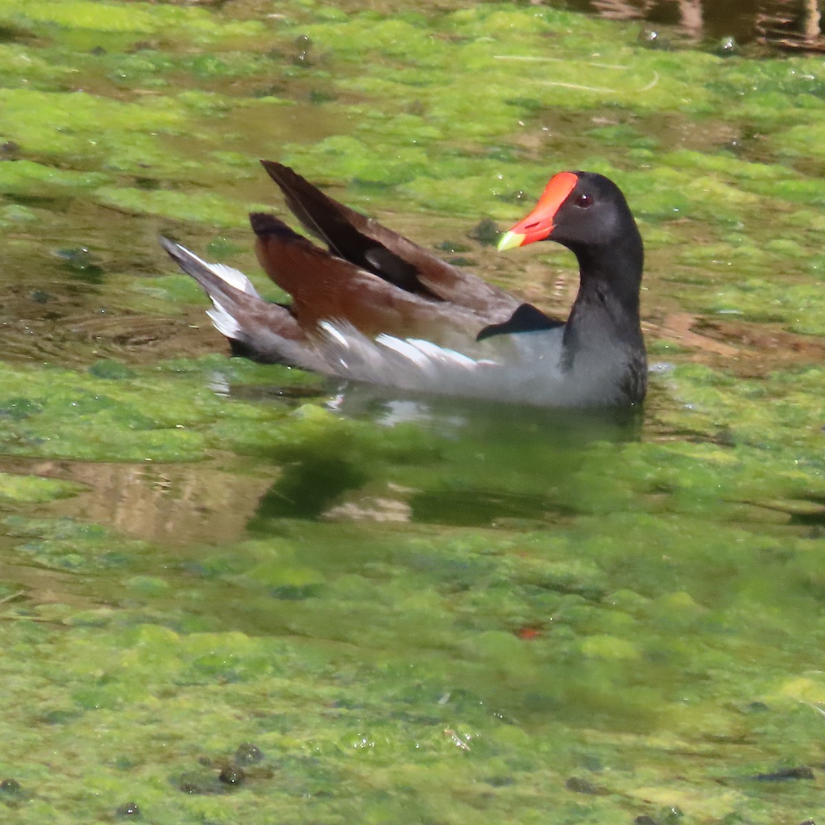 Common Gallinule - ML642287936