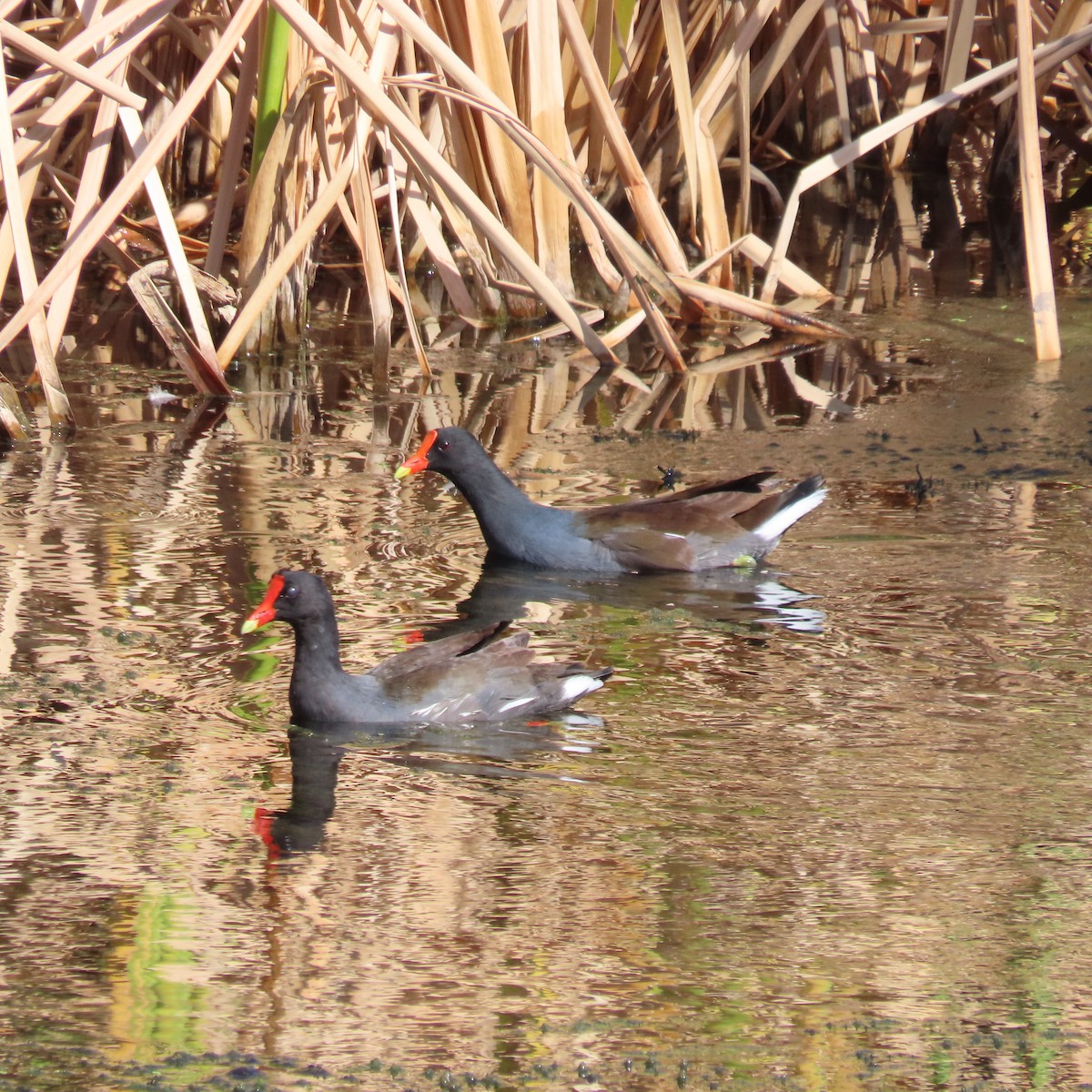Common Gallinule - ML642287937