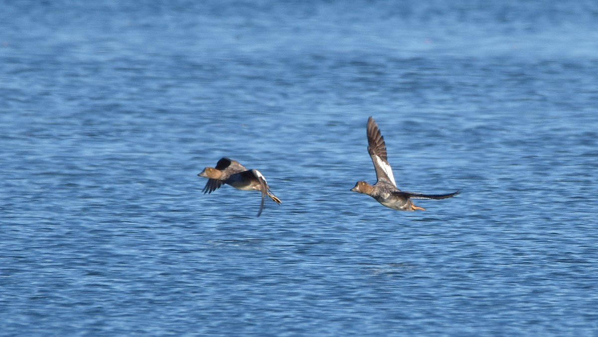 Common Goldeneye - ML642287961