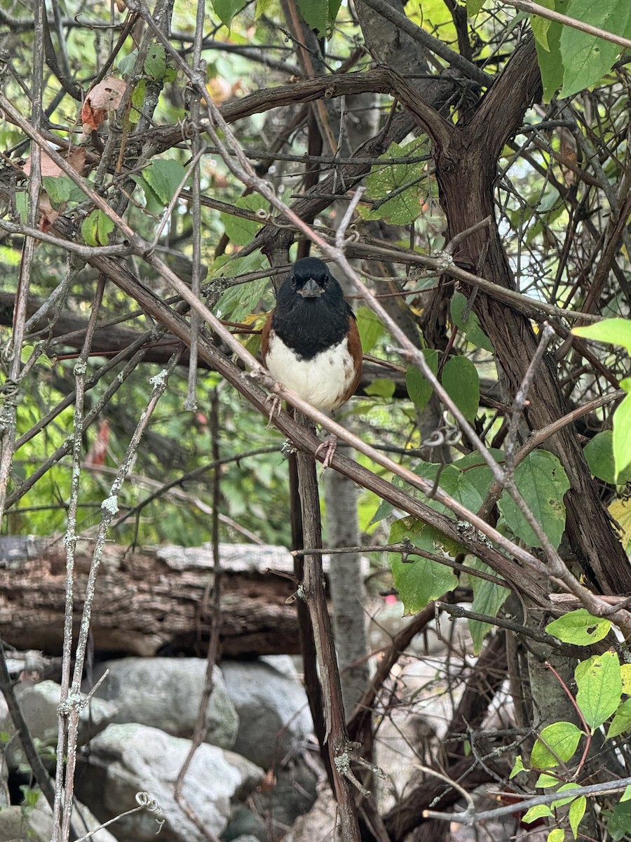 Eastern Towhee - ML642287967
