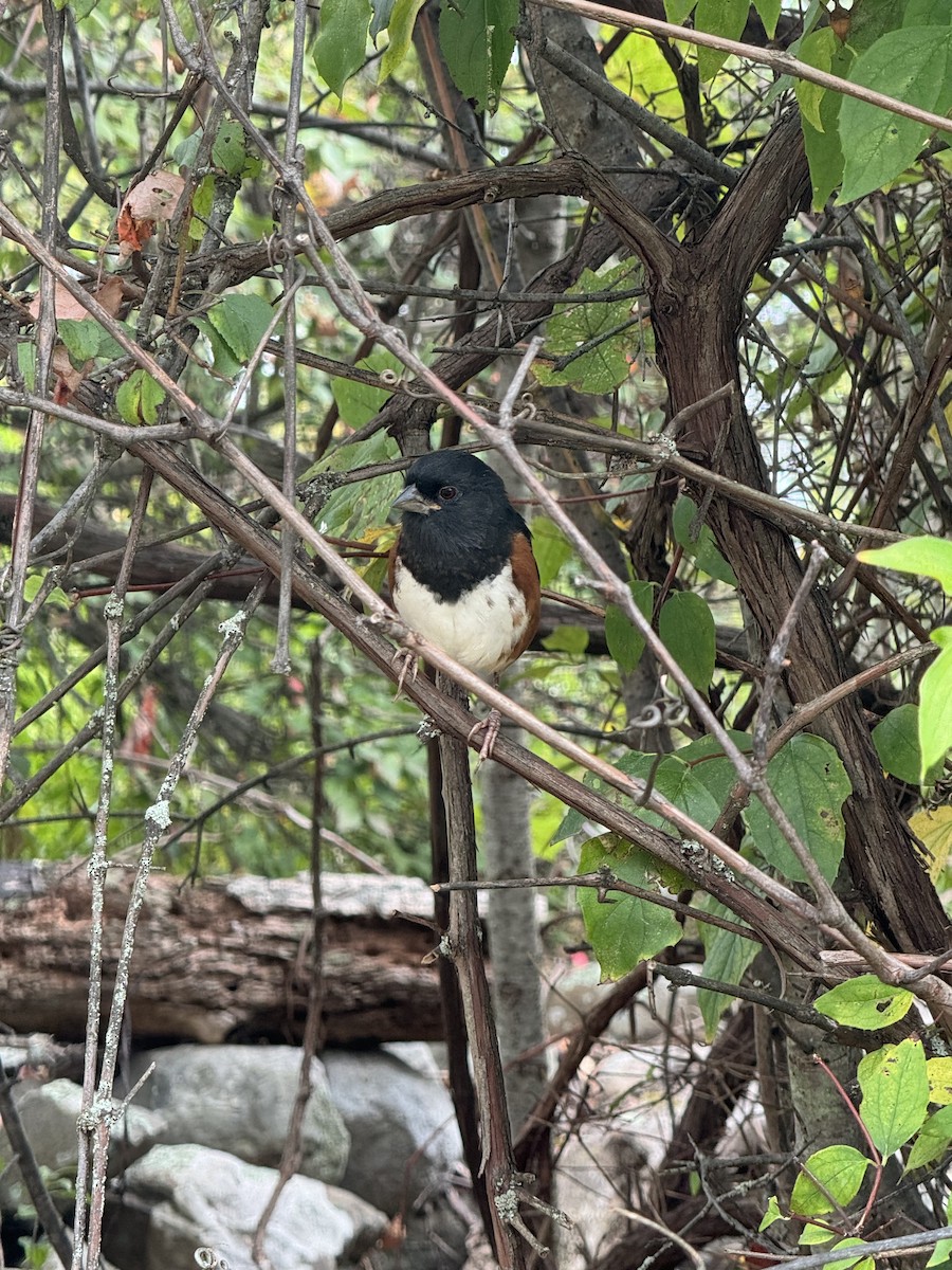 Eastern Towhee - ML642287968