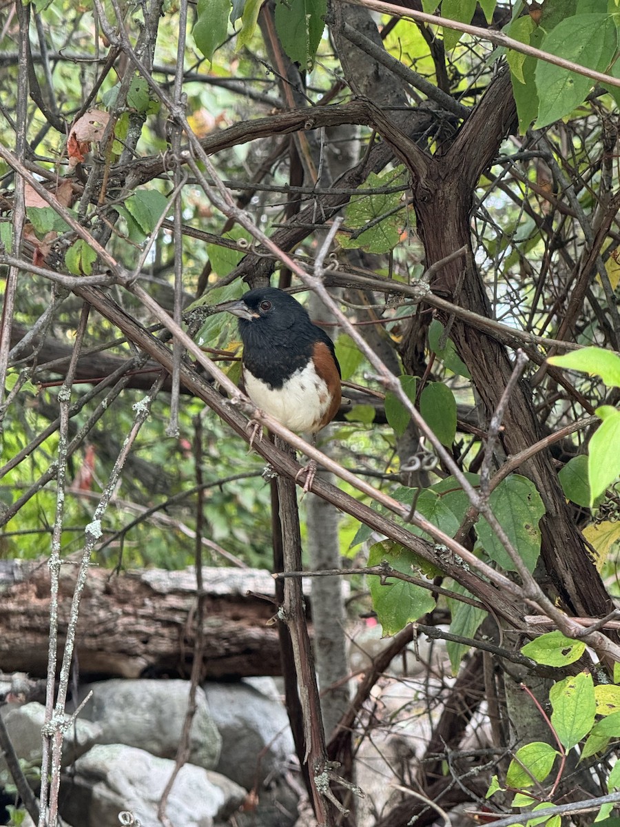 Eastern Towhee - ML642287969