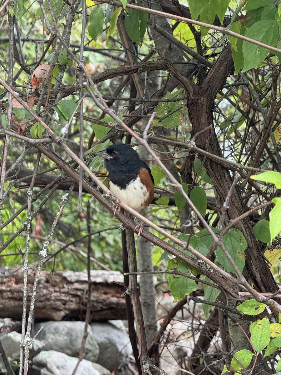 Eastern Towhee - ML642287970