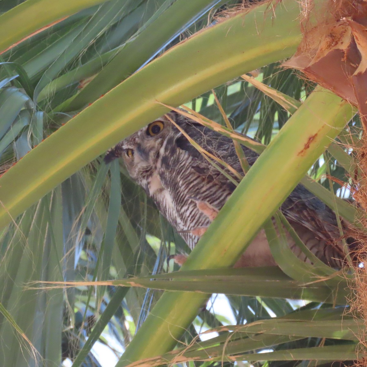 Great Horned Owl - ML642287971