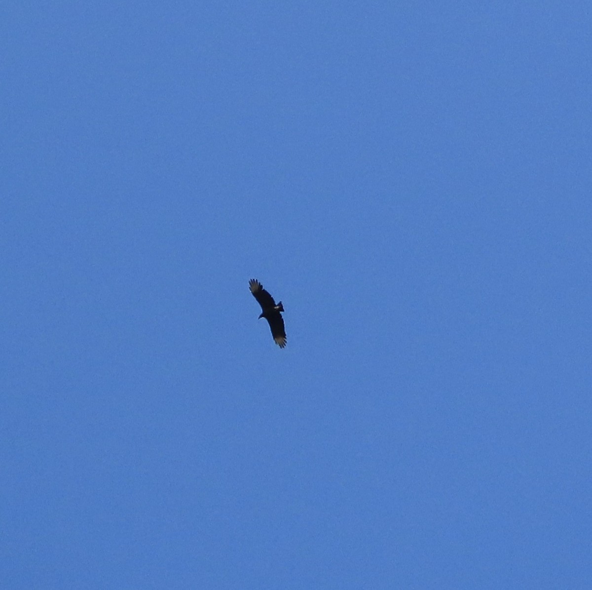 Black Vulture - ML642287977
