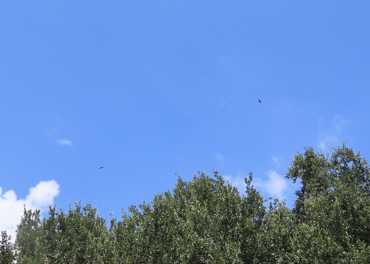 Black Vulture - ML642287978