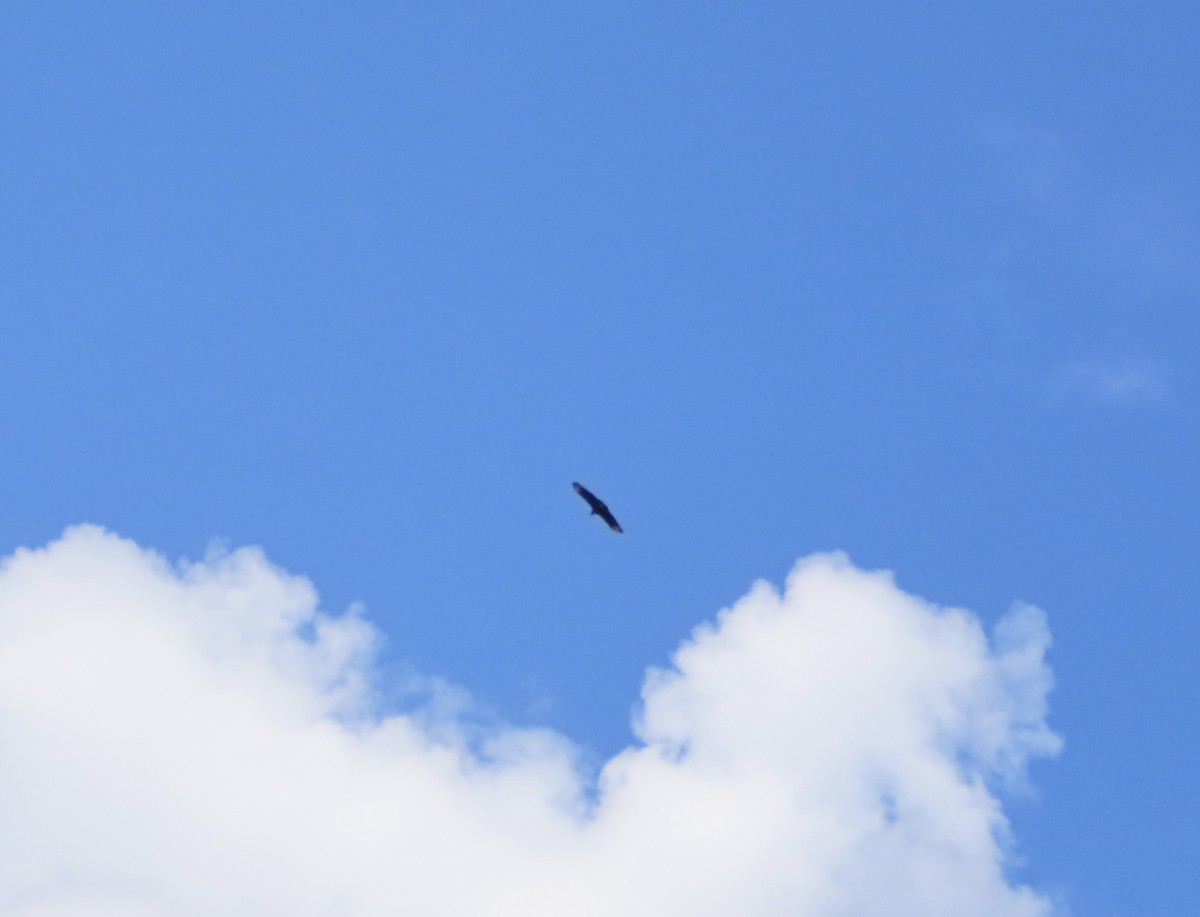 Black Vulture - ML642287979