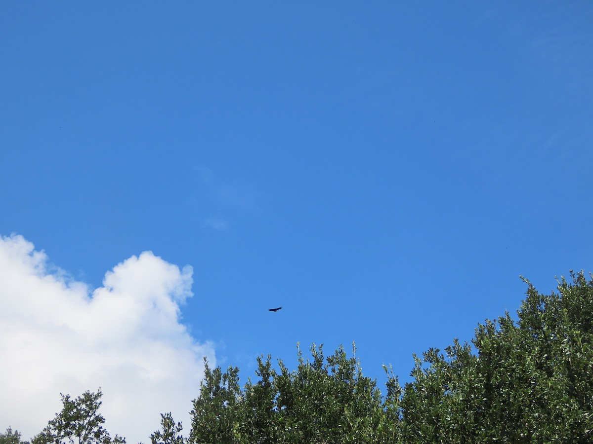 Black Vulture - ML642287980