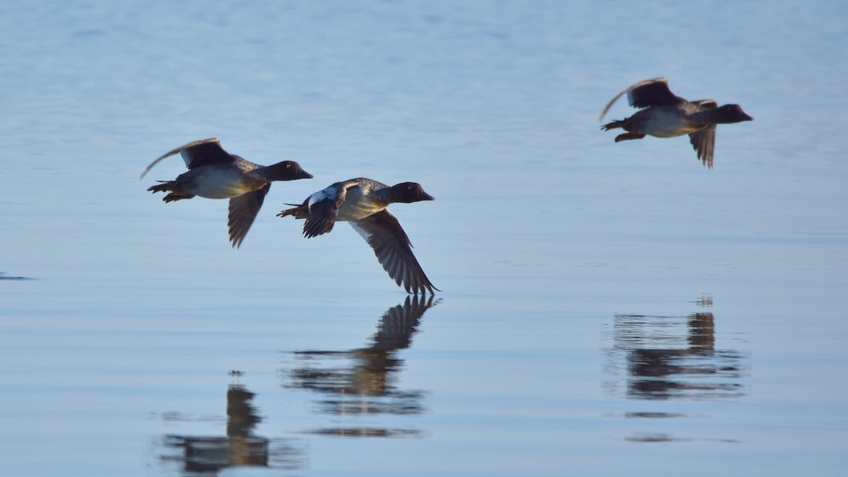 Common Goldeneye - ML642287982