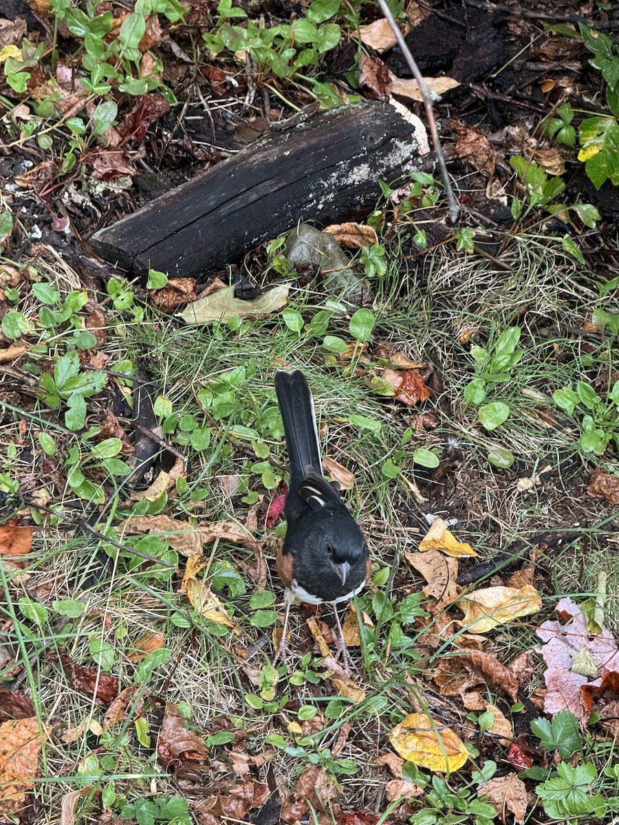 Eastern Towhee - ML642287987