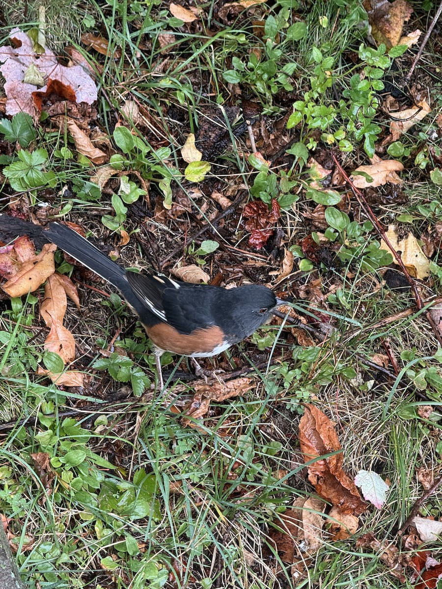 Eastern Towhee - ML642287988