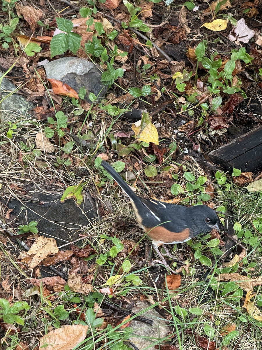 Eastern Towhee - ML642287989