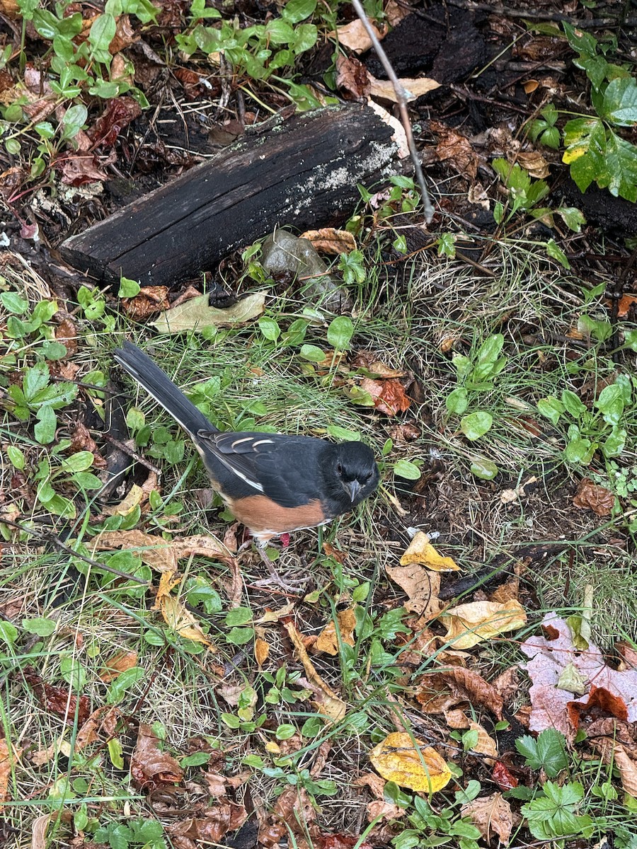 Eastern Towhee - ML642287990