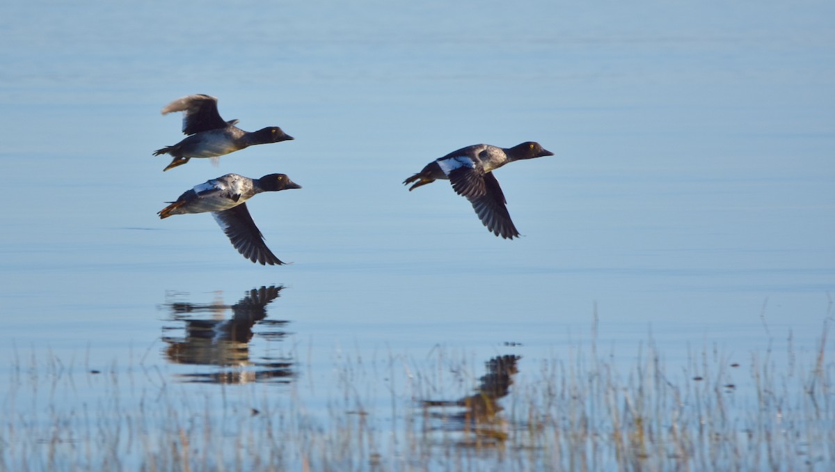 Common Goldeneye - ML642287997