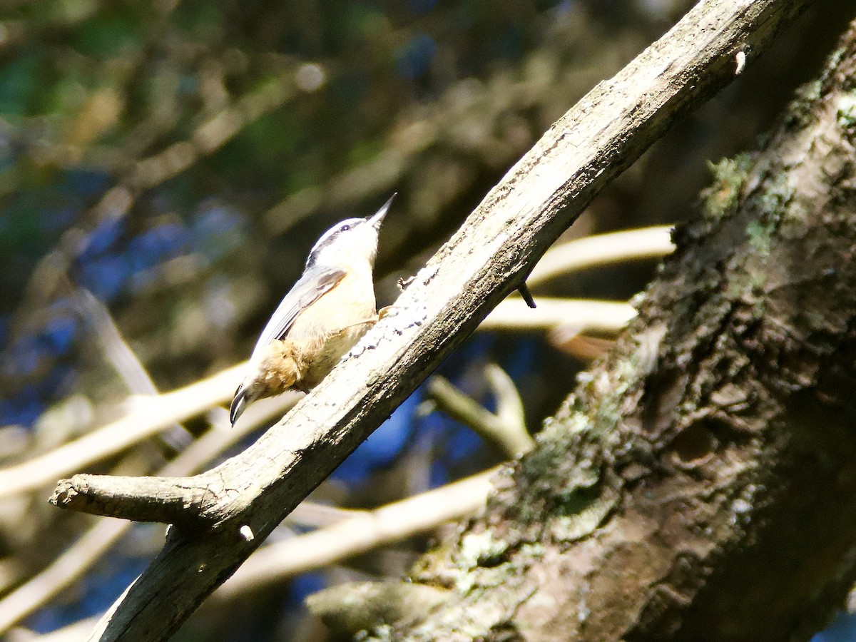 Red-breasted Nuthatch - ML642288012