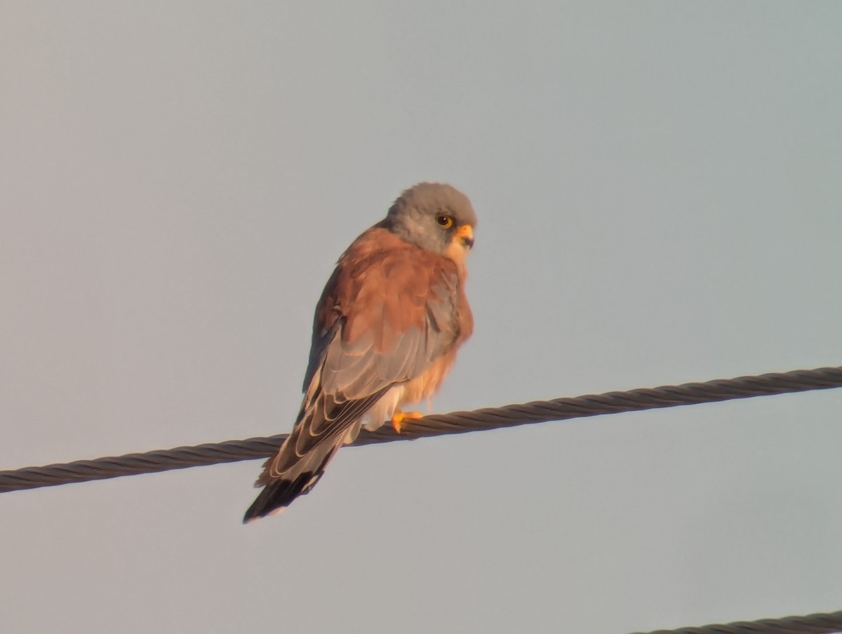 Lesser Kestrel - ML642288016