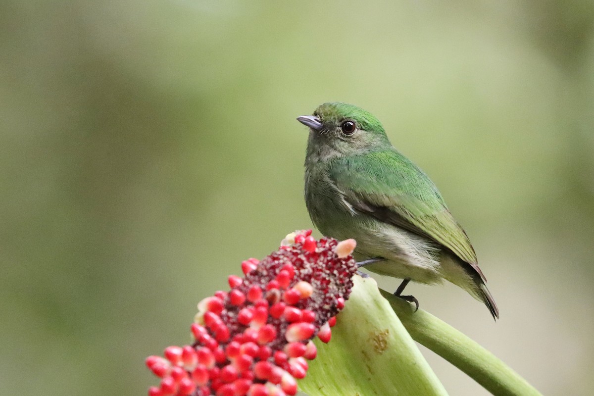 Velvety Manakin - ML642288037