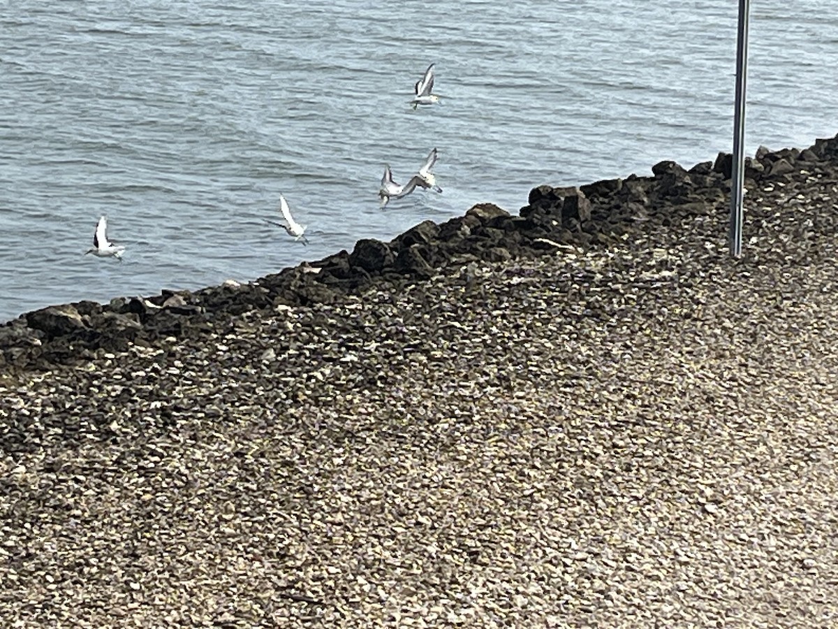 Sanderling - ML642288045