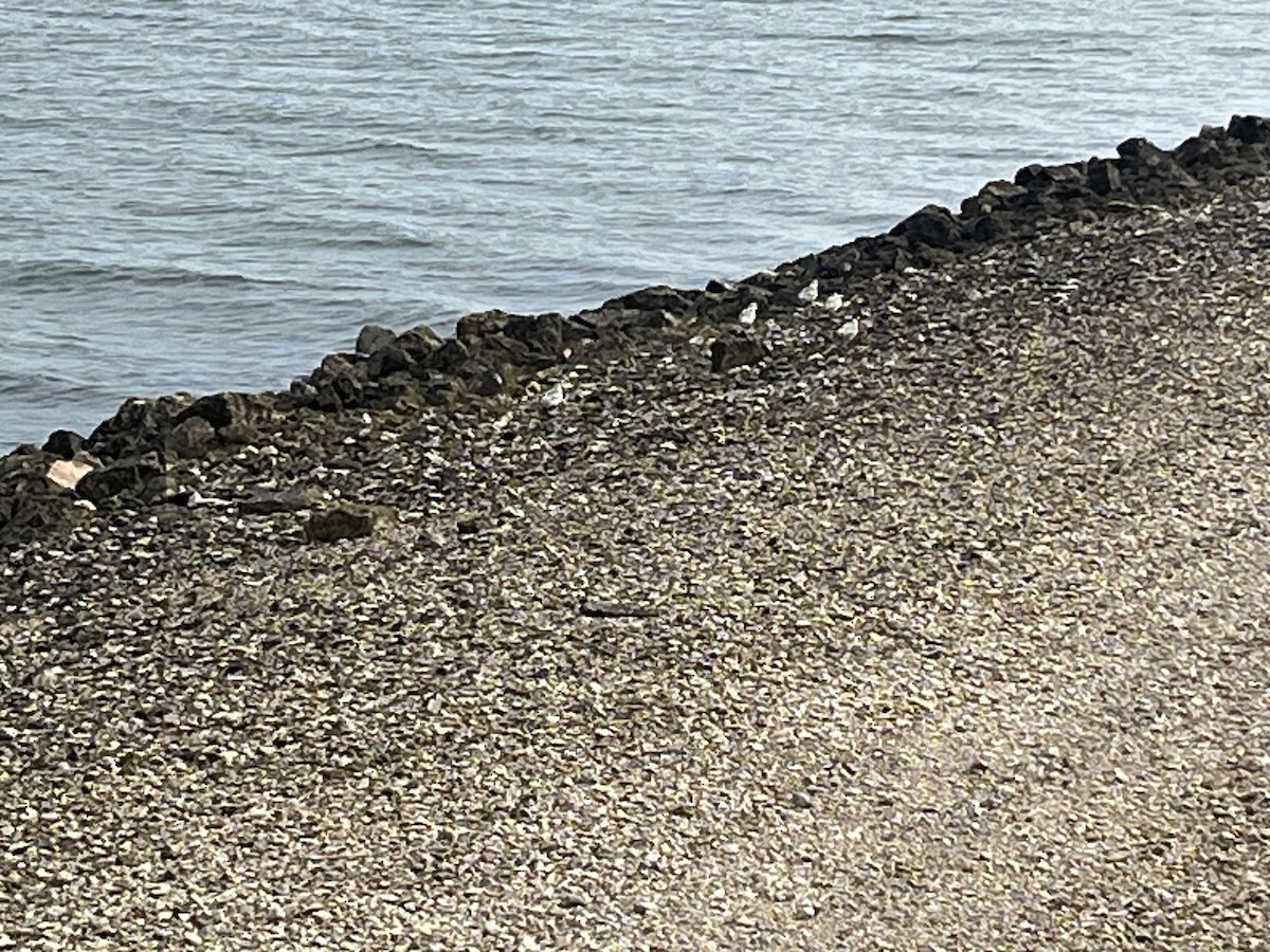 Sanderling - ML642288046