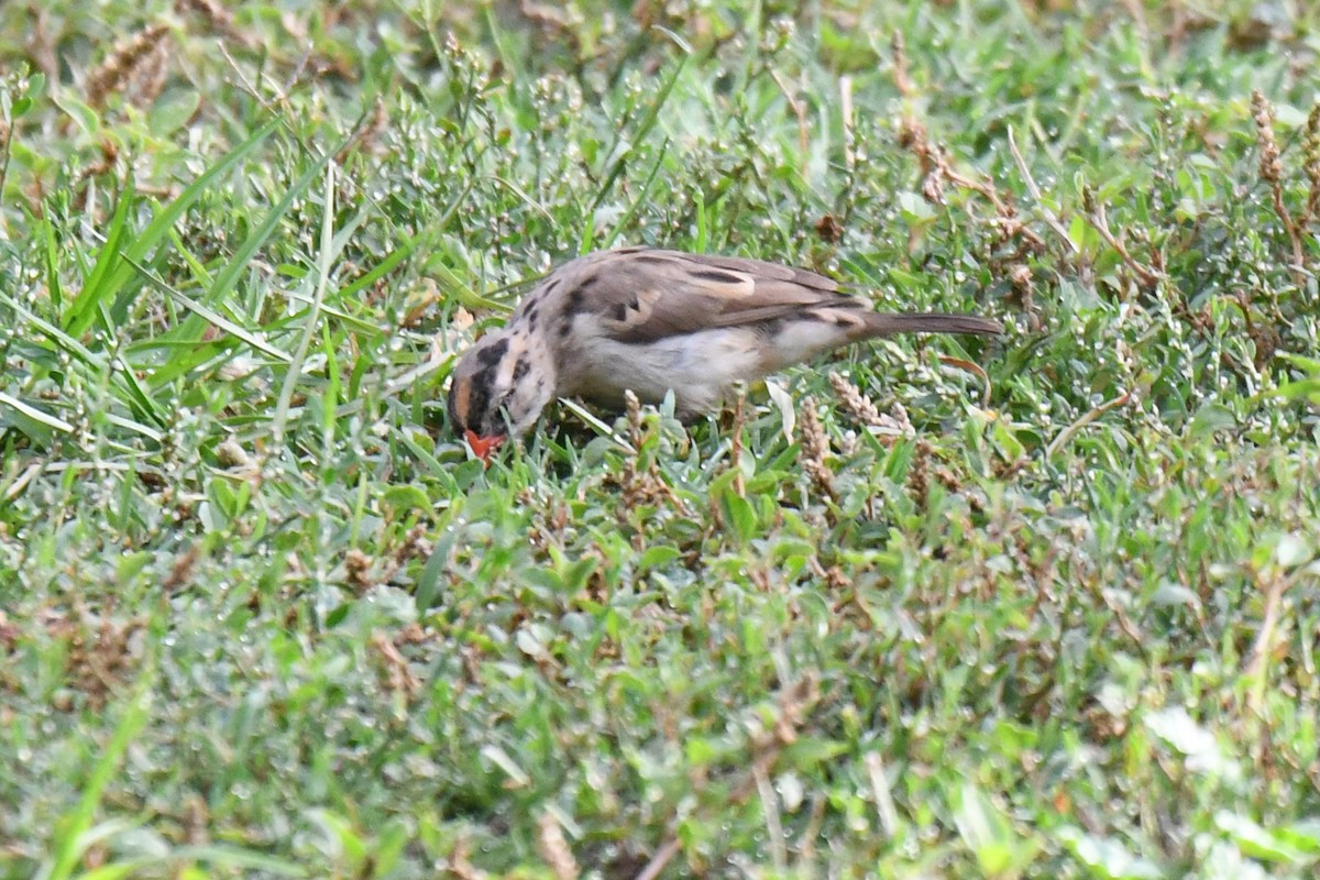 テンニンチョウ - ML642288047