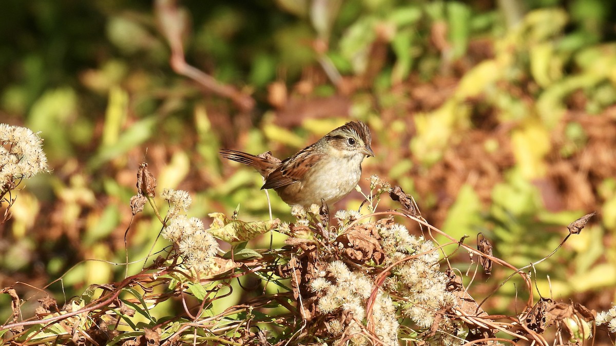 Swamp Sparrow - ML642288048