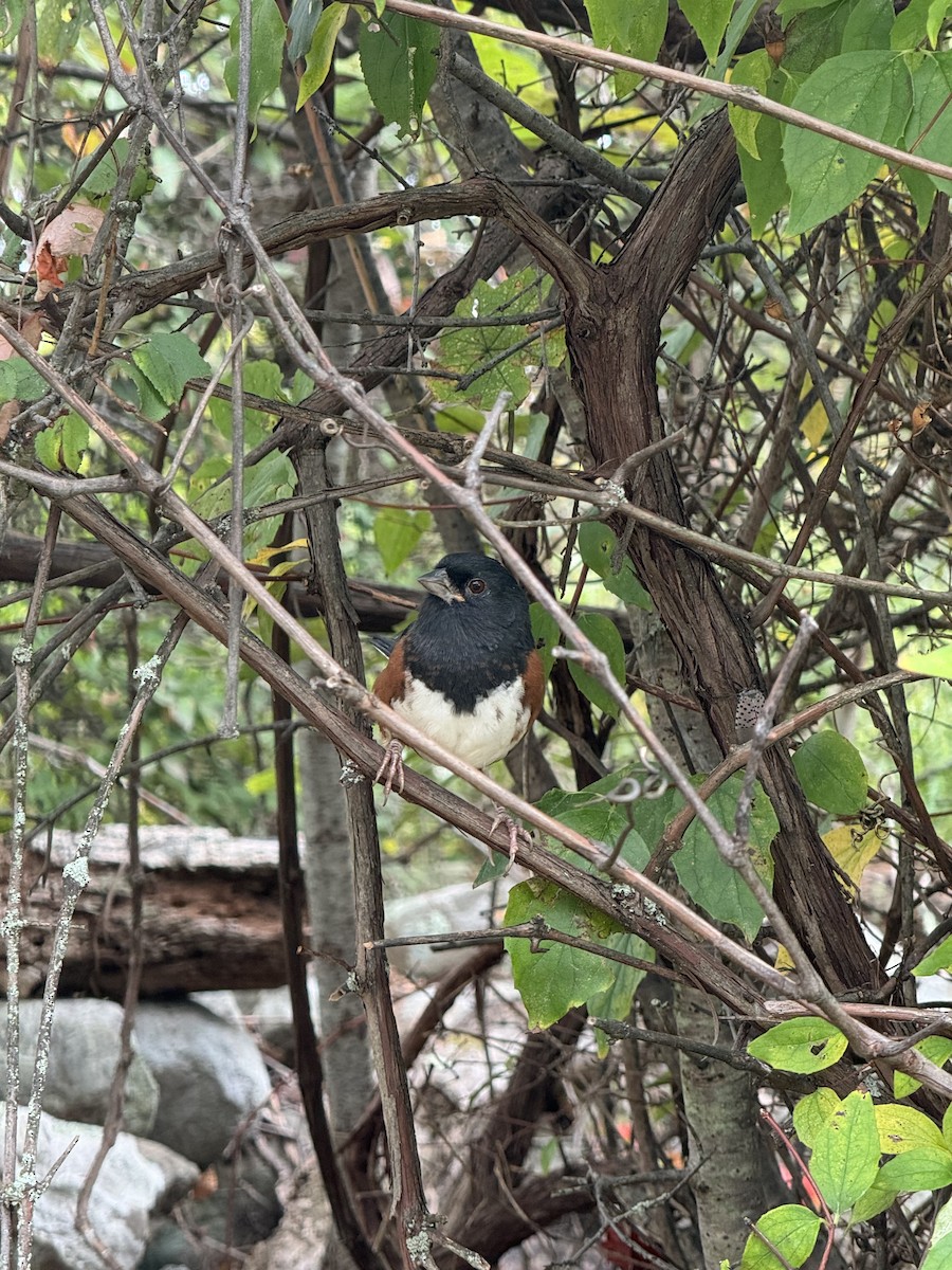 ワキアカトウヒチョウ - ML642288058