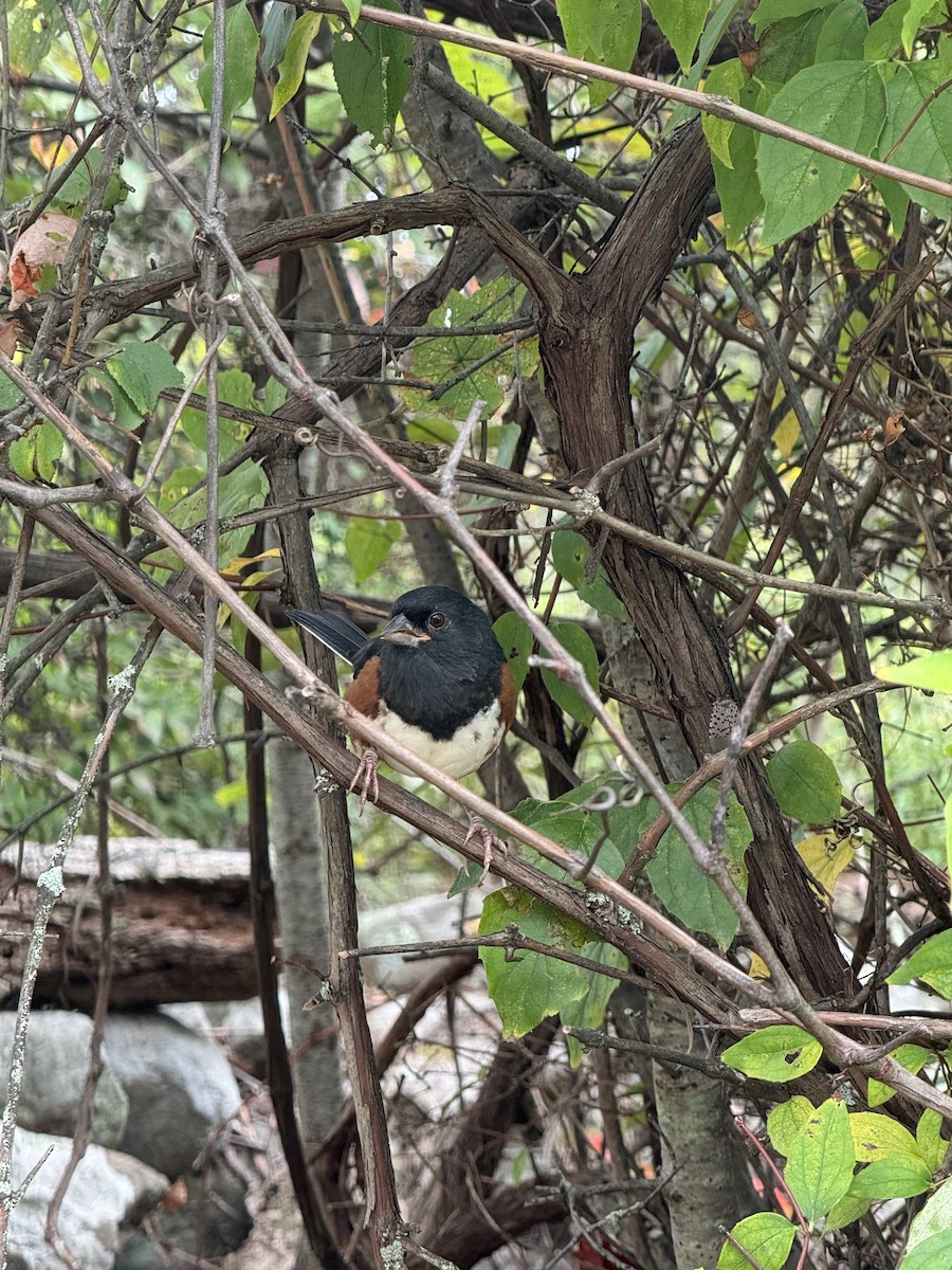 ワキアカトウヒチョウ - ML642288060