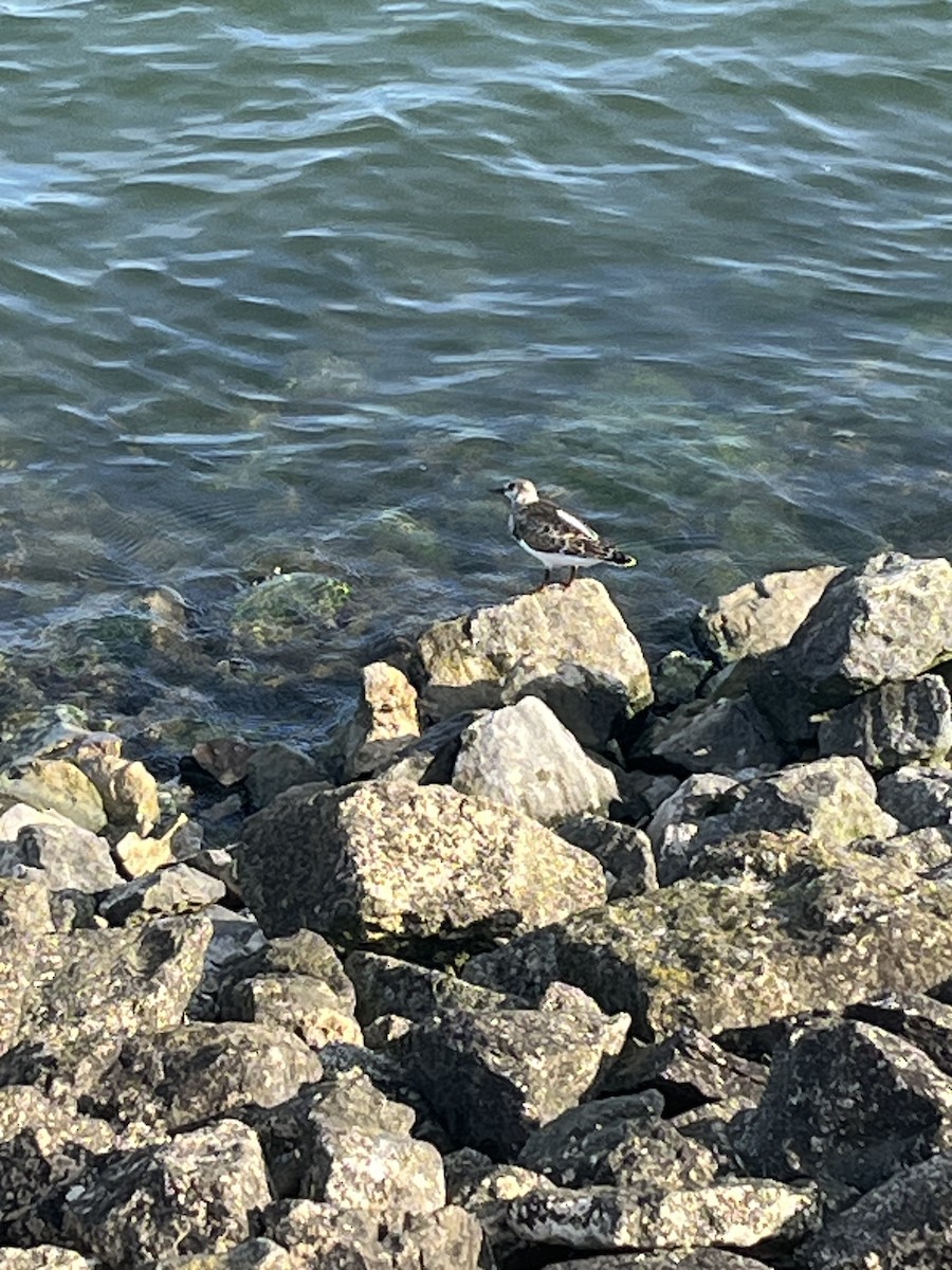 Ruddy Turnstone - ML642288067
