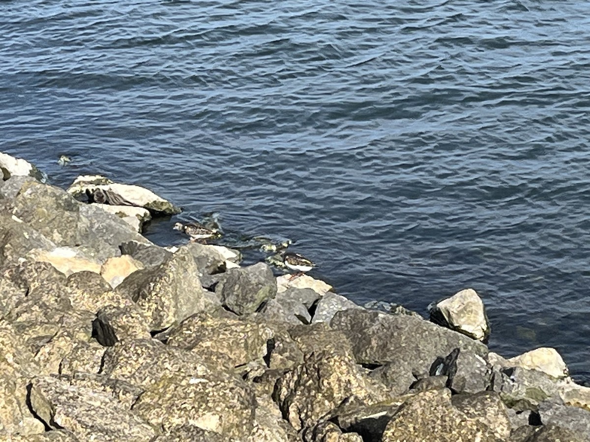 Ruddy Turnstone - ML642288068