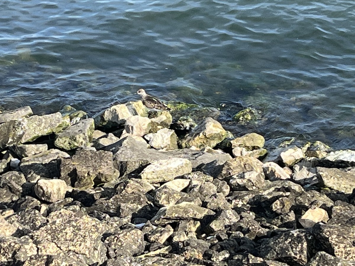 Ruddy Turnstone - ML642288069