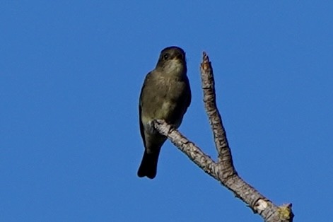 Western Wood-Pewee - ML642288084