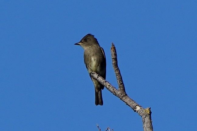 Western Wood-Pewee - ML642288085