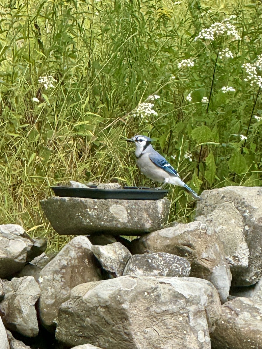 Blue Jay - ML642288103