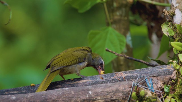 Buff-throated Saltator - ML642288112