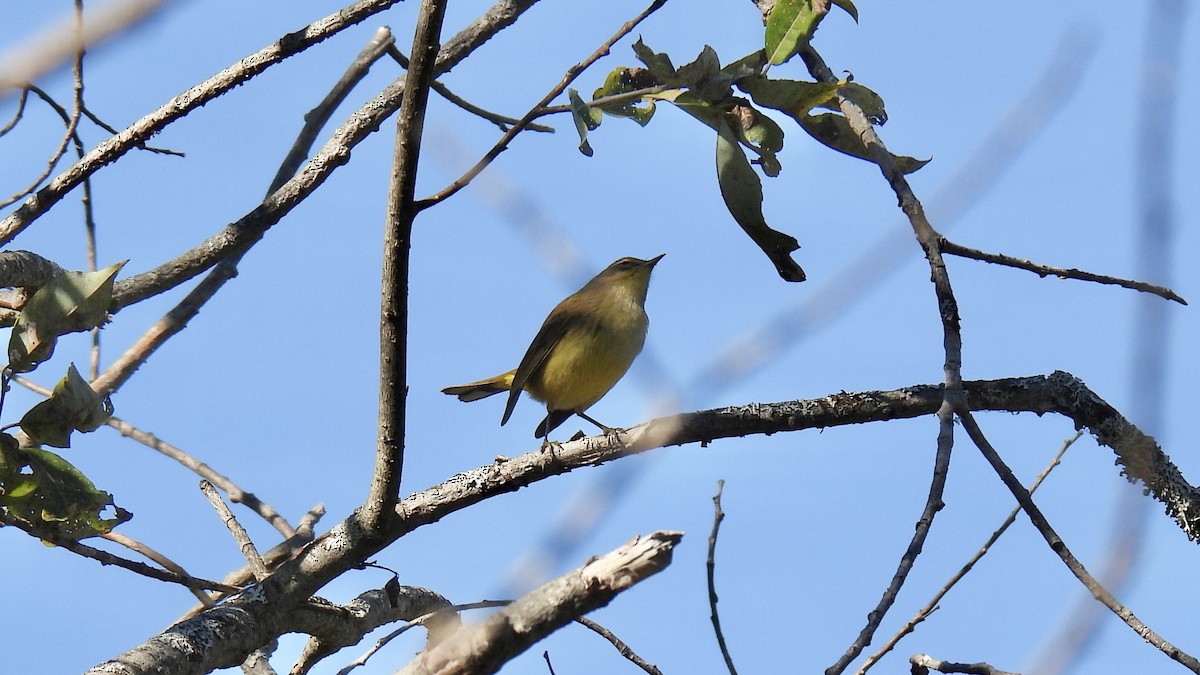 Palm Warbler - ML642288117