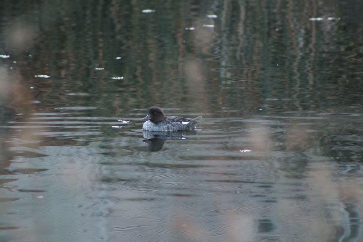 Common Goldeneye - ML642288132