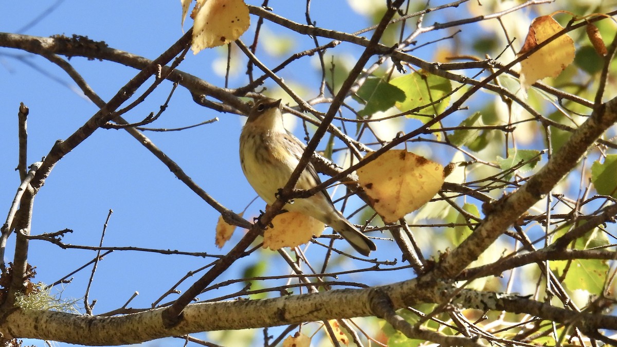 Yellow-rumped Warbler - ML642288151