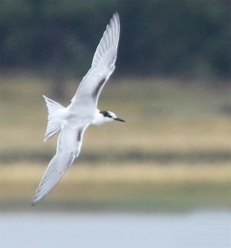 Flussseeschwalbe - ML642288175